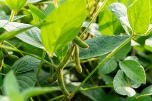 Green soybean pods. Soy growing in the field photo