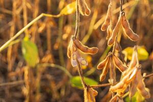 Ripe soybean pods. Soybeans close up in a field. Soy growing in the field photo