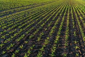 Young sugar beet plants grow in a large field. Beautiful rows of small sugar beet sprouts. Agricultural field at sunset photo