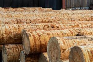 Logs of wood. Wood sawing. Production of wood material. Working with wood at the sawmill photo