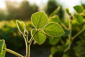 Soybean sprout on the field against the sun. Soy leaves. Young soybean photo