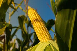 A corn cob hanging from a stalk in a field. A ripe sweet corn cob hangs on the stalk at sunset. photo