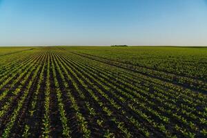 A large field of sugar beet sprouts. Beautiful rows of sugar beet photo