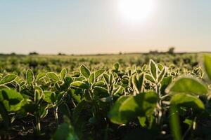 Green soybean sprouts. Soy grows in a large field photo