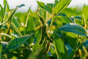 Soybeans in close-up. Soy plant. Soy pods photo