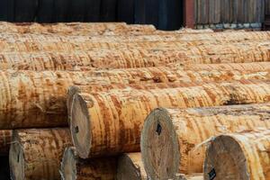 Trunks at a sawmill. Processing of timber at the sawmill photo