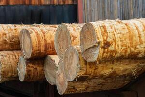 Raw tree trunks on a sawmill. Modern sawmill. Lumber Industry photo