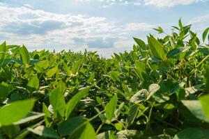 Soybean crops in field, soya bean growing on plantation. Soy bean plant in sunny field photo