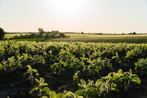 Soybean sprouts grow in a large field at sunset. Green soy sprouts grow in black soil photo