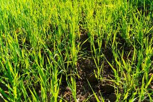 Fresh sprouts of wheat grow in the field. Seedlings of winter wheat photo