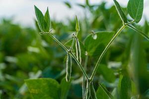 Soybean pods on the field bokeh background. Soybean pods, close up. Soy bean plant in sunny field photo
