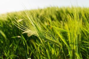 Close-up of rye. Rye grows in the field photo