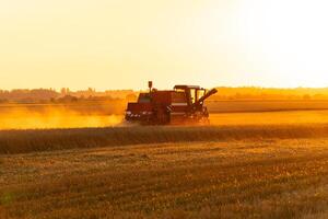 Combine harvester harvests ripe wheat. Combine harvester working in field. Concept of a rich harvest. Rural field at sunset photo