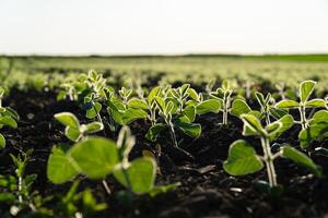 Soy grows in the field. Green soybean sprouts photo