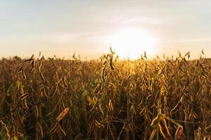 Soybean pods on the sunny field background. Mature soybean pods in field. Soy agriculture photo