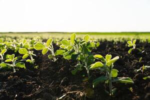 Small soybean plants. Soy sprouts grow on an organic field photo