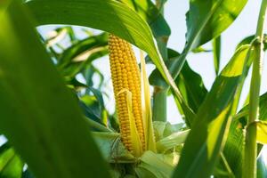 A corn cob is grown in a field. Corn in the field photo
