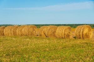 Round bales of hay in an organic field. Many bales of hay in the field photo
