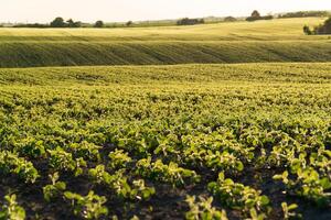 Soya grows in the field. Cultivation of soybean. Green young soy photo