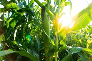 Close Up corn on the stalk in the cornfield. Closeup of corn cob ready for harvest. Corn field in sunset photo
