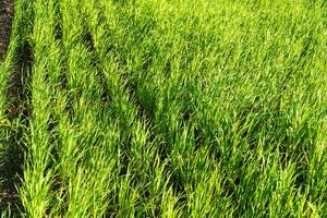Beautiful young wheat. Winter wheat grows in rows. Winter wheat field photo