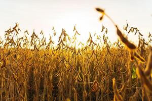 Growing soybeans against sunlight. Harvest of soy beans. A farm field sown with soybeans photo