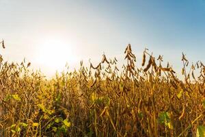 Harvest of soybeans. Dry soya pods in field photo