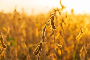 Ripe soybean pods on soybean plantation. Ripe healthy organic soybeans. Open soybean pod photo