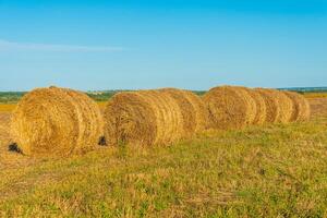 Round bales of hay in the field. Straw on the meadow. Beautiful landscape photo