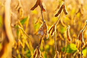 Ripe soy pods. Open soybean pod. Ripe soybean pods, closeup. Soybean field. Soya - protein plant photo