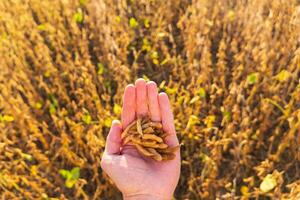 A farmer holds soybeans in his hand. Growing soybeans. Harvesting soybeans. Food, agriculture photo