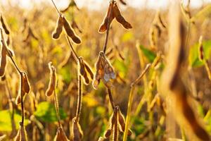Yellow ripe soybeans. Beautiful soybeans in the field photo