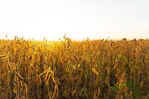 Beautiful soybean field at sunset. Harvesting soybeans. A beautiful view of the soybean field photo