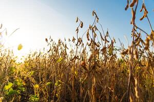 Soybean plantation. A beautiful image of a soybean field. Soybean plants against the background of the sky and the golden sun photo