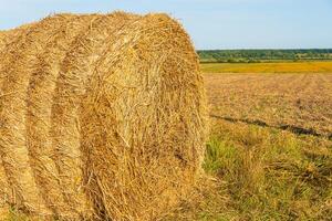 Close up of a beautiful round bale of straw. Harvested cereal plants. Harvesting straw for the winter photo