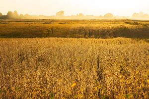 A large field of ripe soybeans. Ripe soybeans. Growing soybeans on an industrial scale. Beautiful autumn soybean field photo