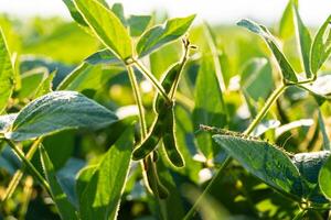 Beautiful soybeans hanging on the stalk. Close up of soybeans on a summer sunny day photo