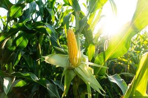 Beautiful fresh corn hangs on the stalk. A beautiful image of sweet corn. Bright yellow corn grown in a field photo