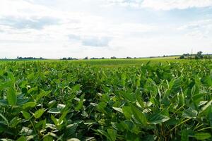 Soybean field on an industrial scale. Beautiful green soybeans grow in the field photo