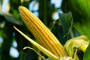Close up of fresh corn on the cob in the field. Sweet yellow corn in the field. A beautiful ear of corn in the field photo