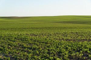 A large soybean field. Soy sprouts. Growing soybeans photo