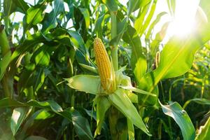 Ripe corn under the sun's rays. photo