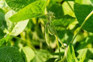 Close-up of ripening soybeans. Fresh green soybeans. Soybean harvesting season photo