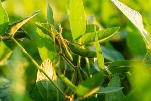 Beautiful soybeans at sunset. Soybean harvesting season. Soy in organic soy field photo