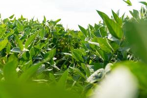 Green Soybean Field. Green growing soybeans against sunlight. Background of ripening soybean. Selective focus photo