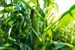 Corn cob on a field in summer. A green field of corn. Corn field in sunset photo