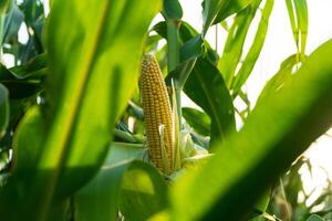 Corn field, corn on the cob. Corn on the stalk in the field photo