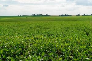 Agricultural soy plantation. Open soybean field. Growing soybeans photo