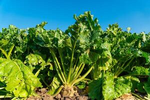 Sugar beet close up. Sugar beet plant in sunny field. Growing sugar beet. Agricultural Season photo