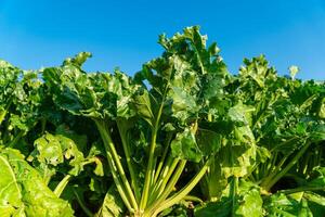 Sugar beet close up on blue sky background. Ripening of Sugar beet photo